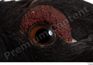 Western capercaillie eye 0001.jpg